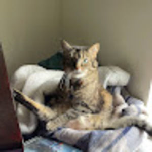 Meet your Posher, Abby